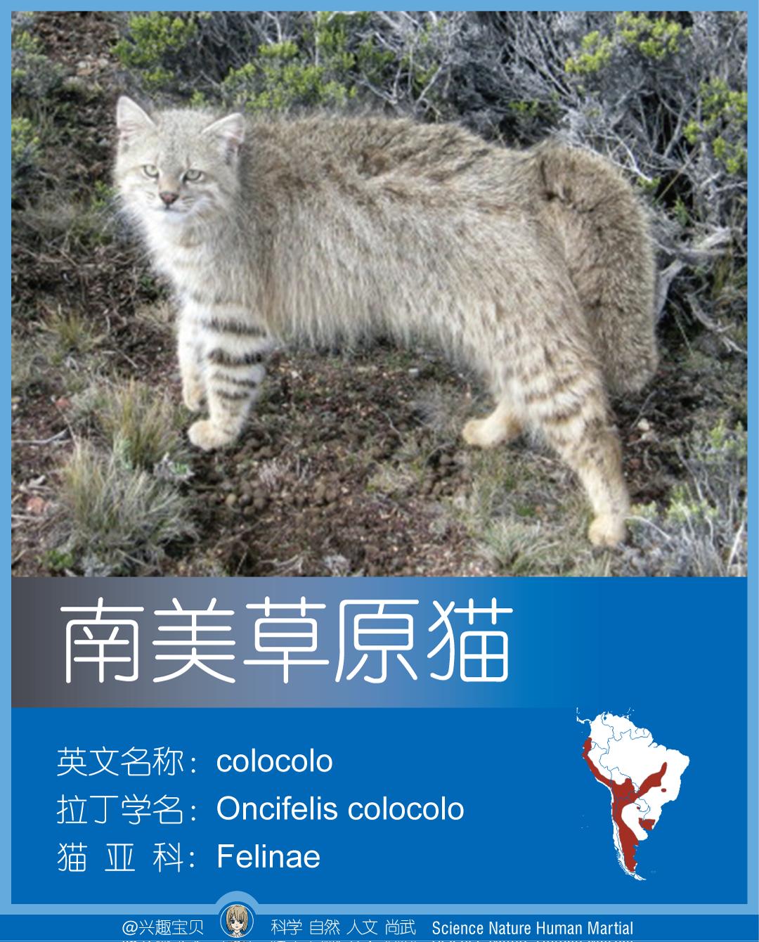 所有36种猫科动物排行,兴趣宝贝21期