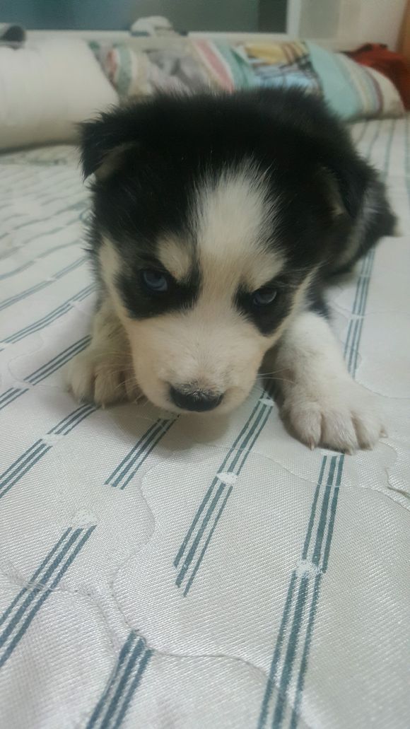 四十几块钱买的哈士奇是只土狗,买哈士奇给只土狗