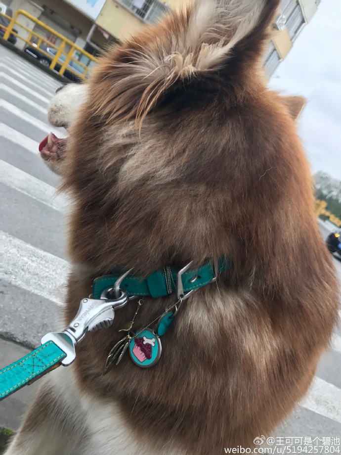 王思聪20万买日本大师设计项链给狗戴这是讽刺吴亦凡权志龙?