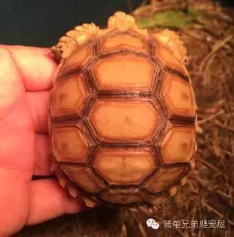 苏卡达生长快吗,如何辨别激素苏卡达