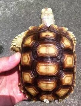 苏卡达生长快吗,如何辨别激素苏卡达