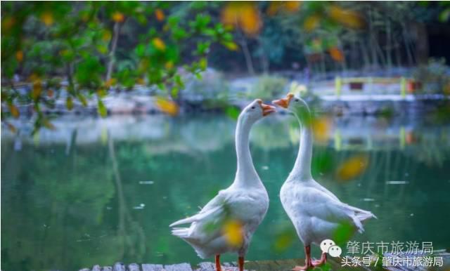 广肇城际轻轨最新官方消息,广肇城际在广州哪儿上车