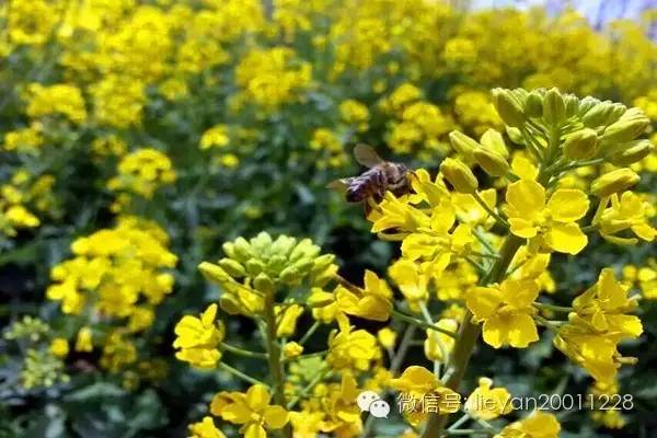 跨越千年时光看兵马俑,跨越千年唐十八陵