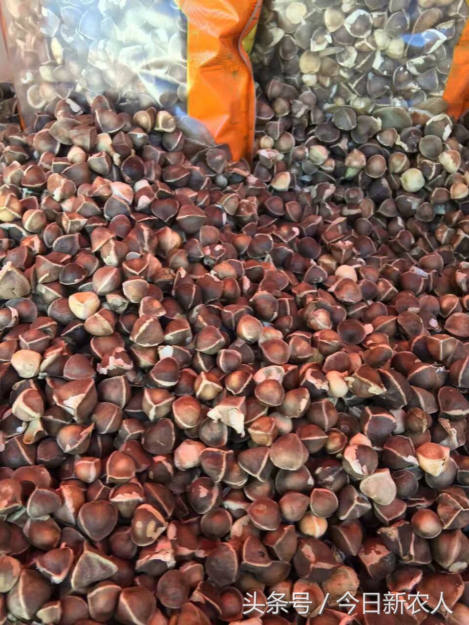 乡村种植农产品有哪些,50亩农田怎么种植多种农产品