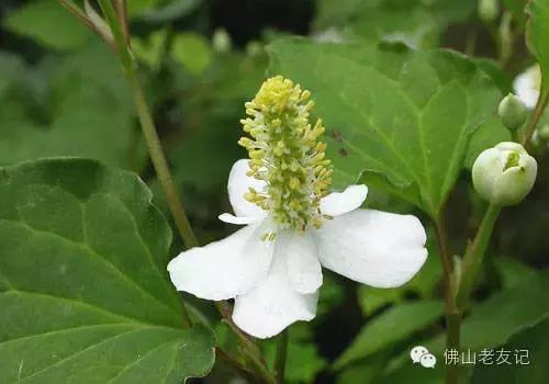 佛山农村随处可见的鱼腥草，功效强大，可惜没几人知道！