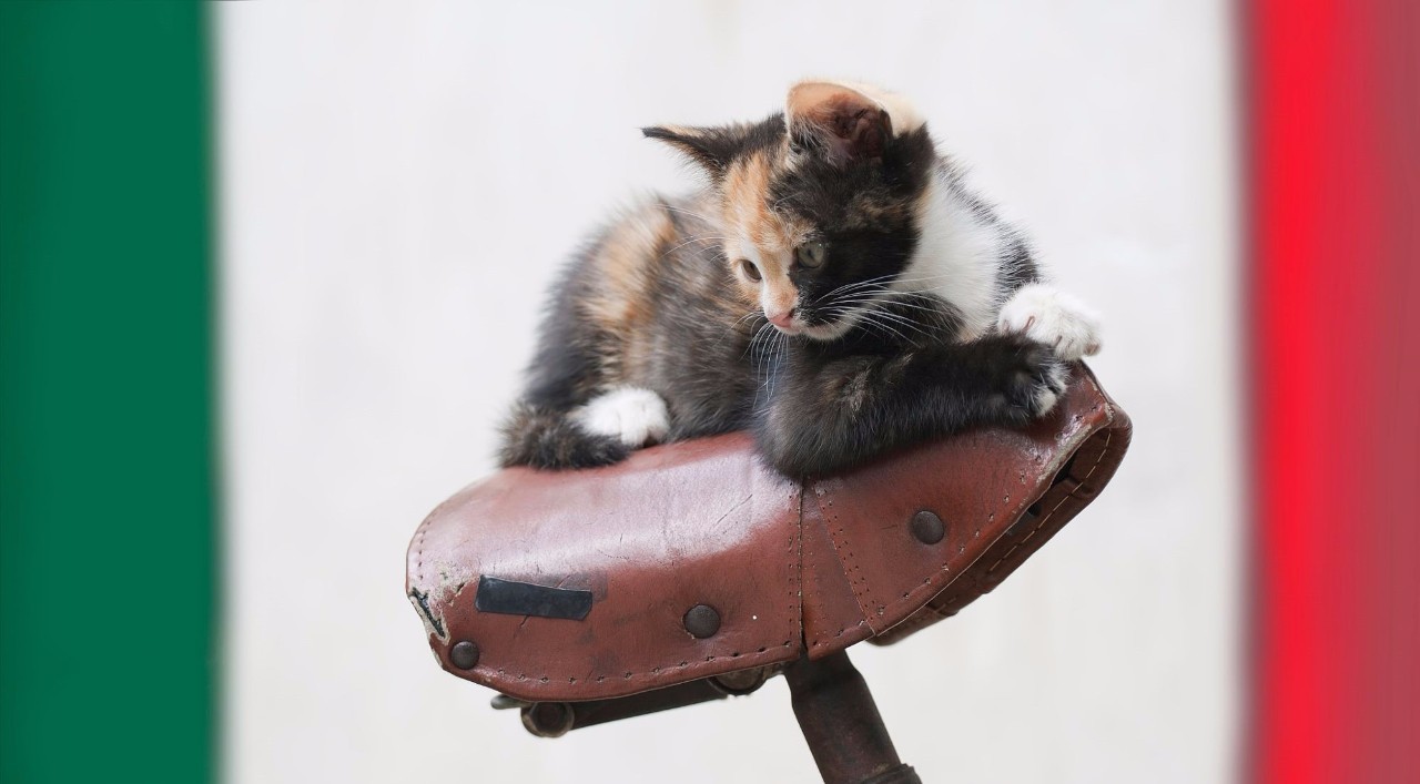 猫奴最多的国家,各国猫奴的生活