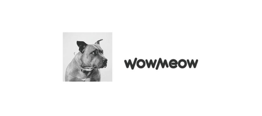 猫奴最多的国家,各国猫奴的生活