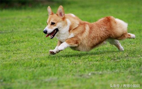 柯基拉黑屎拉稀是咋回事,柯基拉黑稀便怎么回事