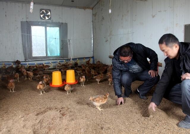 发酵床养鸡技术谁发明的,发酵床养鸡菌种有哪些