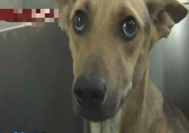 母狗被铁链锁喉，奶水不足，3只小狗活活饿死！