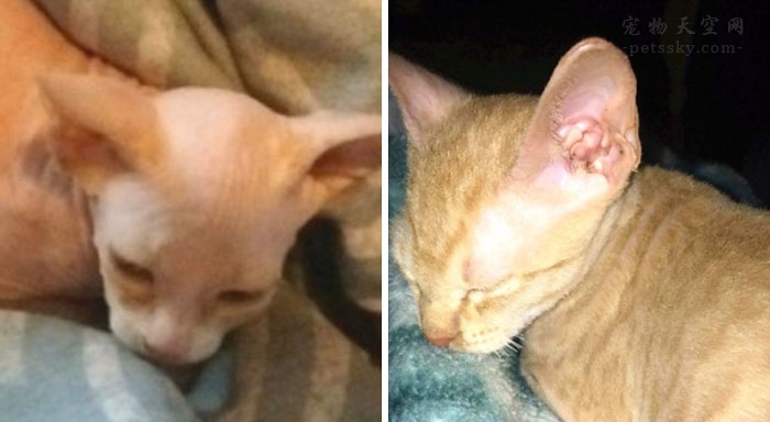 女子买了一只很便宜的猫,女子花5800元买了一只猫