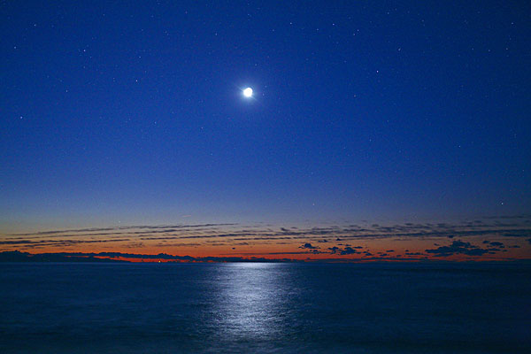 红珊瑚怎样交易,红珊瑚如何交易