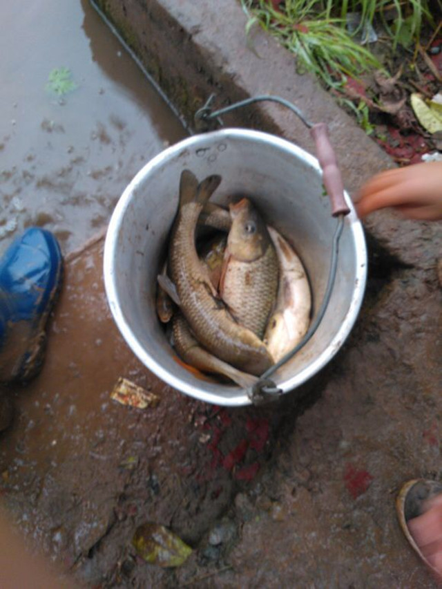 农村小伙捕捞80元一斤的鸭子 (农村小伙捕鱼捕到一条大家伙)