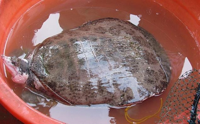 农村小伙捕捞80元一斤的鸭子 (农村小伙捕鱼捕到一条大家伙)