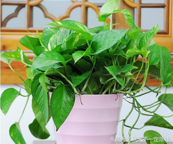 家里养开花的花有什么讲究吗,家里养哪种花最好有什么作用