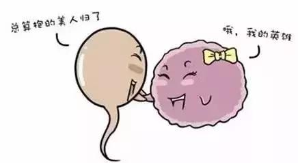 供卵试管婴儿形成过程,揭秘试管婴儿全过程