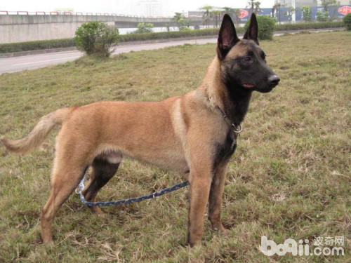 霸气侧漏的五种优秀护卫犬,盘点不花钱既好养的护卫犬