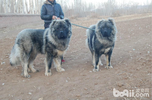 霸气侧漏的五种优秀护卫犬,盘点不花钱既好养的护卫犬