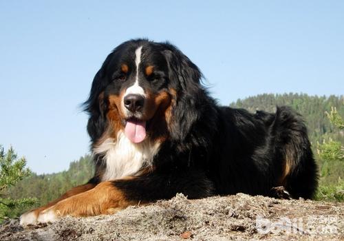 霸气侧漏的五种优秀护卫犬,盘点不花钱既好养的护卫犬