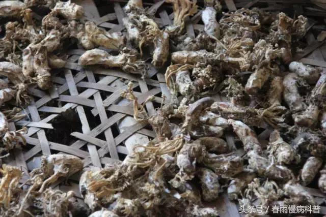 蝉蛹和什么一起吃会中毒,吃蝉蛹会胀肚吗