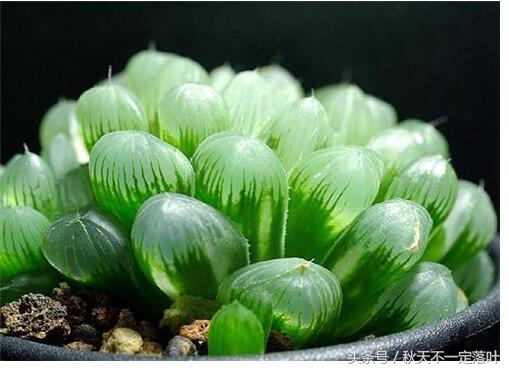 家里养开花的花有什么讲究吗,家里养哪种花最好有什么作用