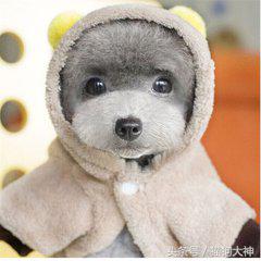 养狗选择什么狗狗好,想养狗不想遛