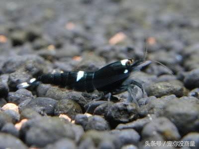 黑壳虾能活水晶虾活不了,养水晶虾不翻缸行不行