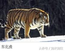 老虎遇到老虎该怎么办,如果老虎伤人了怎么办