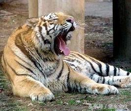 老虎遇到老虎该怎么办,如果老虎伤人了怎么办