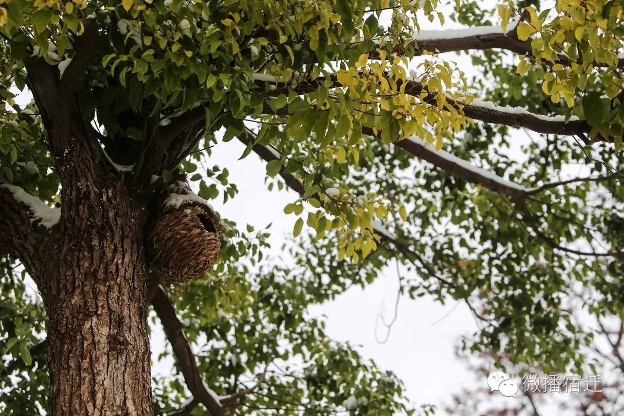 雪中宿迁,素颜都美到窒息!