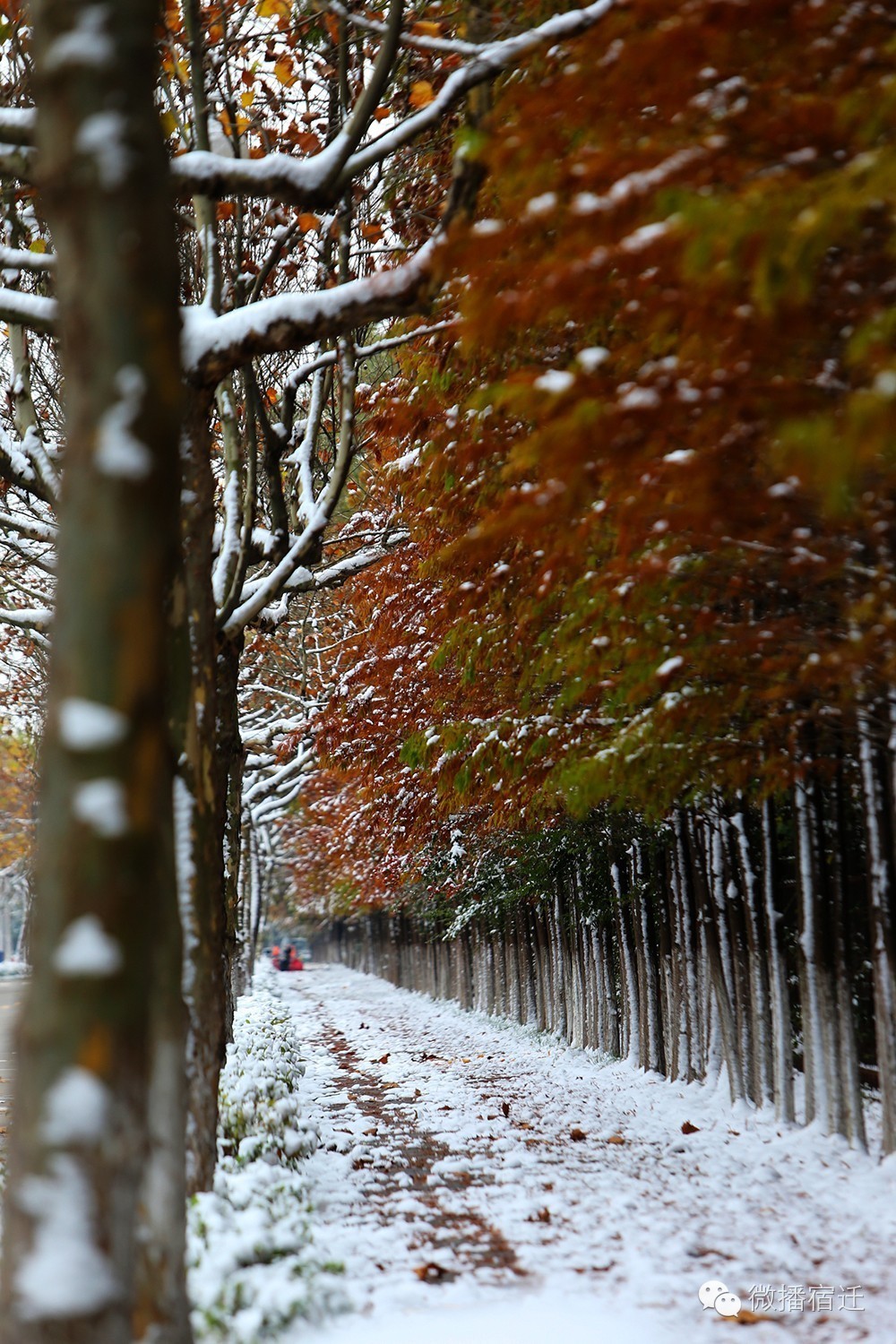 雪中宿迁,素颜都美到窒息!
