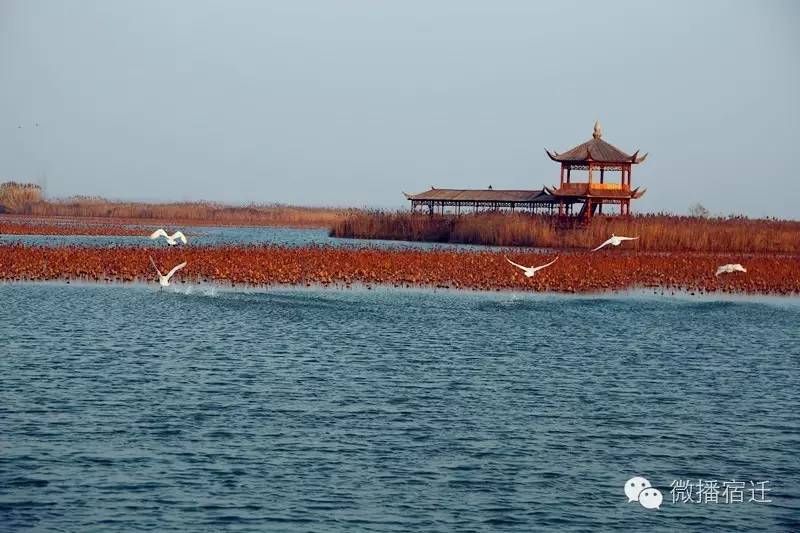 雪中宿迁,素颜都美到窒息!