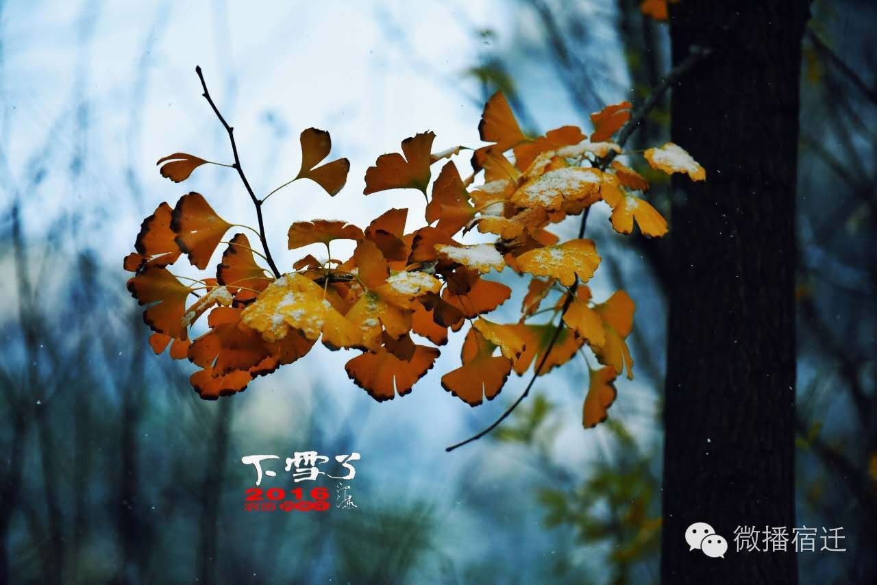 雪中宿迁,素颜都美到窒息!