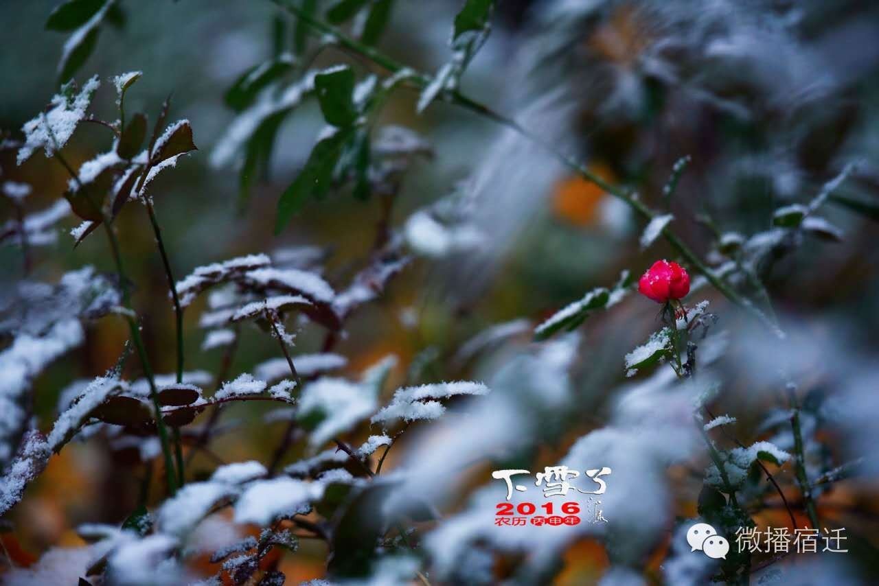 雪中宿迁,素颜都美到窒息!