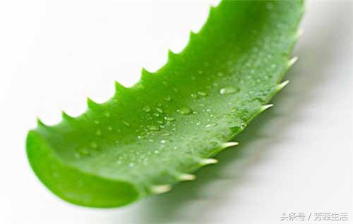 冬天皮肤干燥，种盆芦荟滋润下！