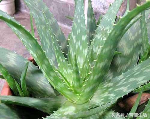 冬天皮肤干燥，种盆芦荟滋润下！
