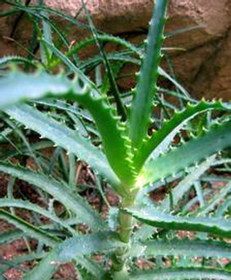 你见过哪些植物的根,芦荟的用处有哪些