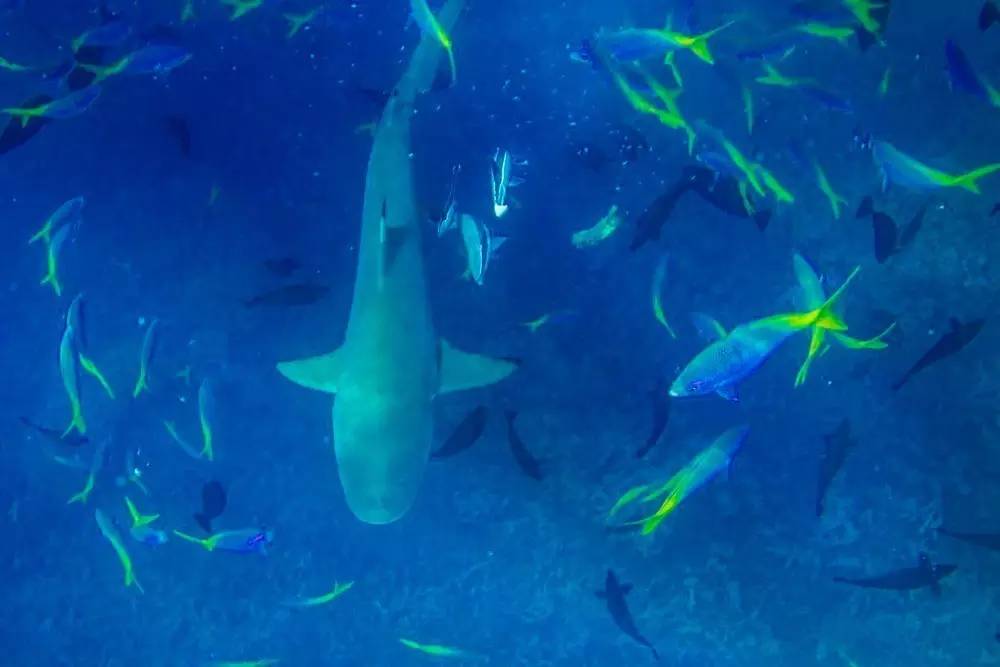 帕劳上帝水族馆介绍,帕劳上帝水族馆攻略