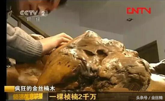 十大珍贵木材之金丝楠木,中国古老的三棵金丝楠木
