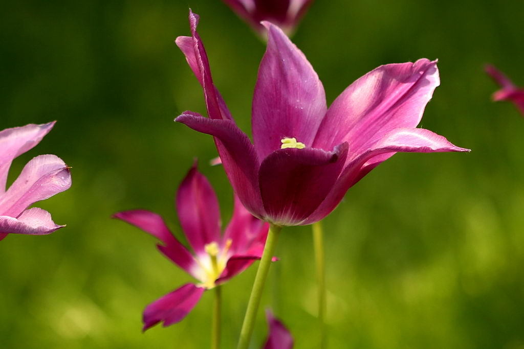 闃冲厜涓嬩簲棰滃叚鑹查儊閲戦鍥剧墖澶у叏,鏂囪壓娓呮柊鐨勯儊閲戦鍥剧墖澶у叏