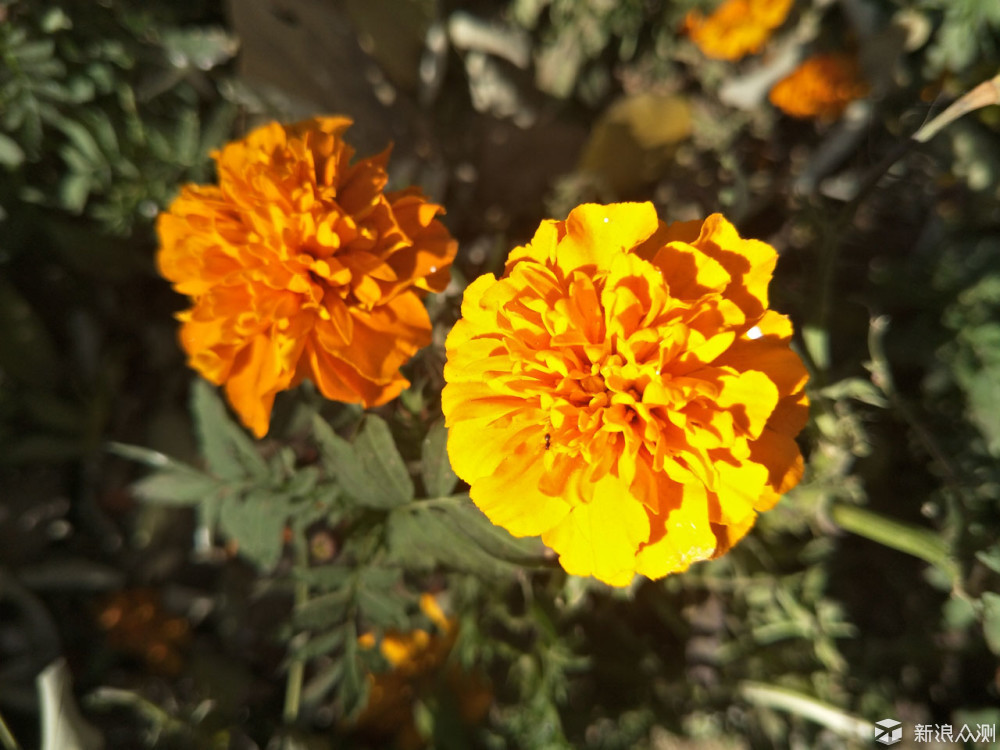 oppor9s值得入手吗,oppor9splus