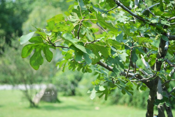 最漂亮的无花果树,高清无花果美图