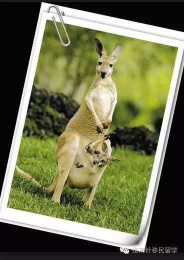 鍚勫浗鐣欏鐢熶紭鍔垮拰鍔e娍,鍚勫浗鐣欏鐢熺浉浜蹭笌鐩哥埍