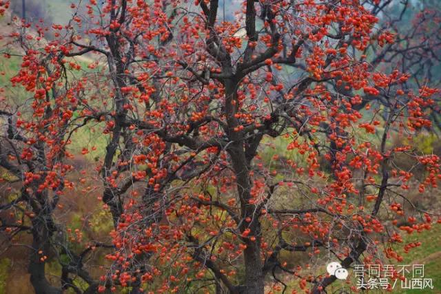 柿子冷落寒风里——稷山游子在深情回望