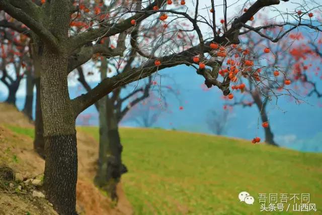 柿子冷落寒风里——稷山游子在深情回望