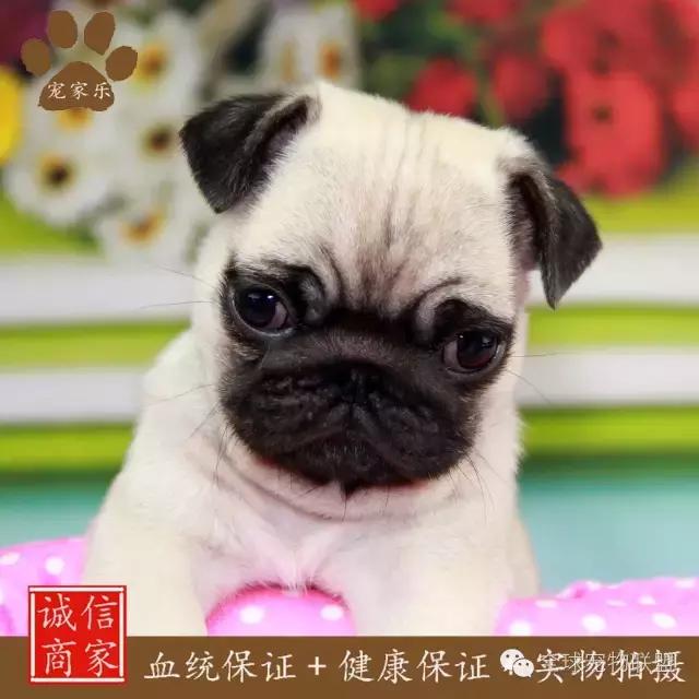 想知道你的狗换算成人的年龄有多大了吗?