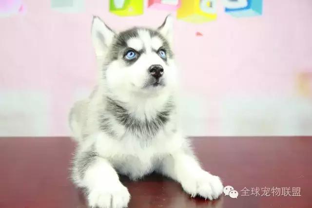 想知道你的狗换算成人的年龄有多大了吗?