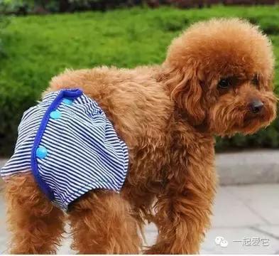 宠知识|狗狗来生理期了?作为家长的你知道吗?