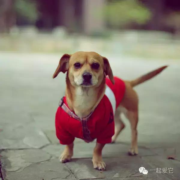 宠知识|狗狗来生理期了?作为家长的你知道吗?