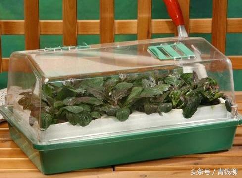 阳台无土栽培蔬菜靠谱吗,家庭阳台保健蔬菜的无土栽培技术